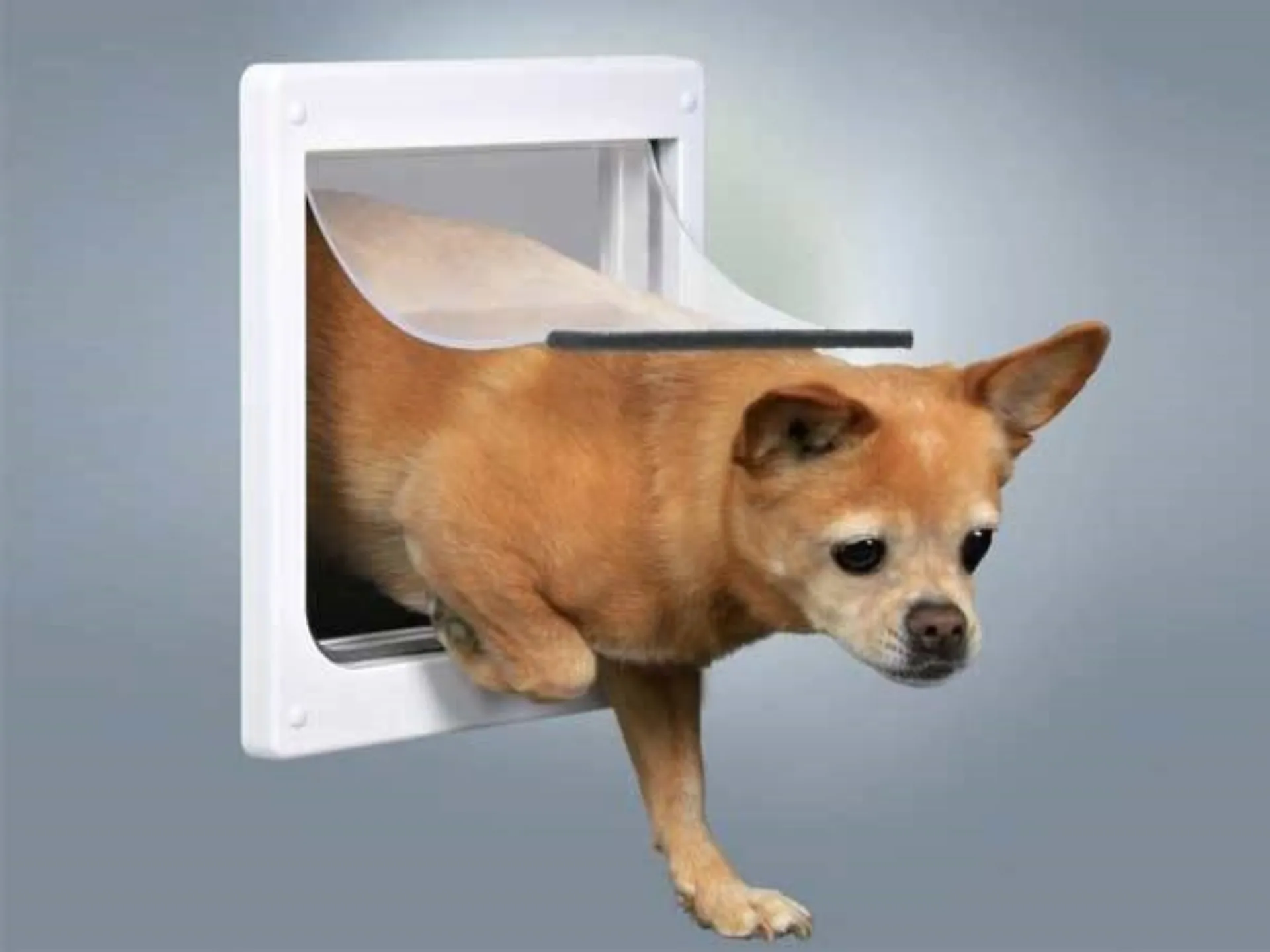 Porta basculante per cani
